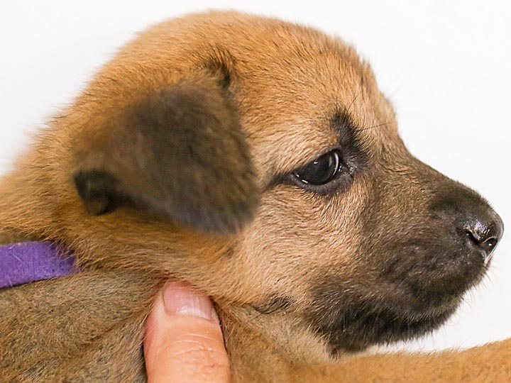 chinook puppy